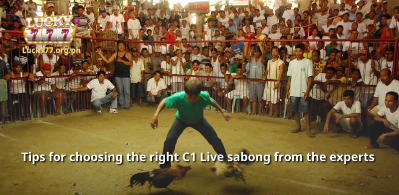 Tips for choosing the right C1 Live sabong from the experts